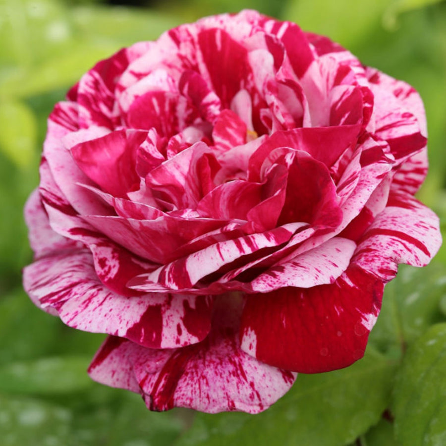 Ferdinand Pichard Rose Bush Pink Stripe Rosa-Hybrid-FerdinandPichard 1