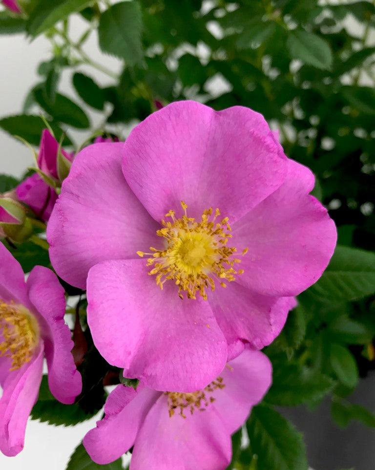 Rose (Rugosa) - 'Jam-a-Licious' Rose (Rugosa) - 'Jam-a-Licious' image2 2