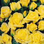 Rosa Chinatown Rose Plant  2