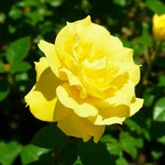 Rosa Mountbatton Rose Plant  1