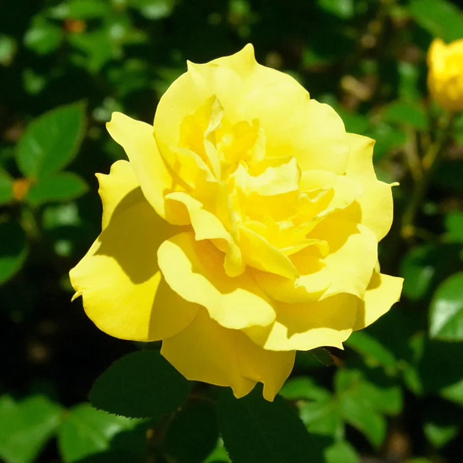 Rosa Mountbatton Rose Plant  1