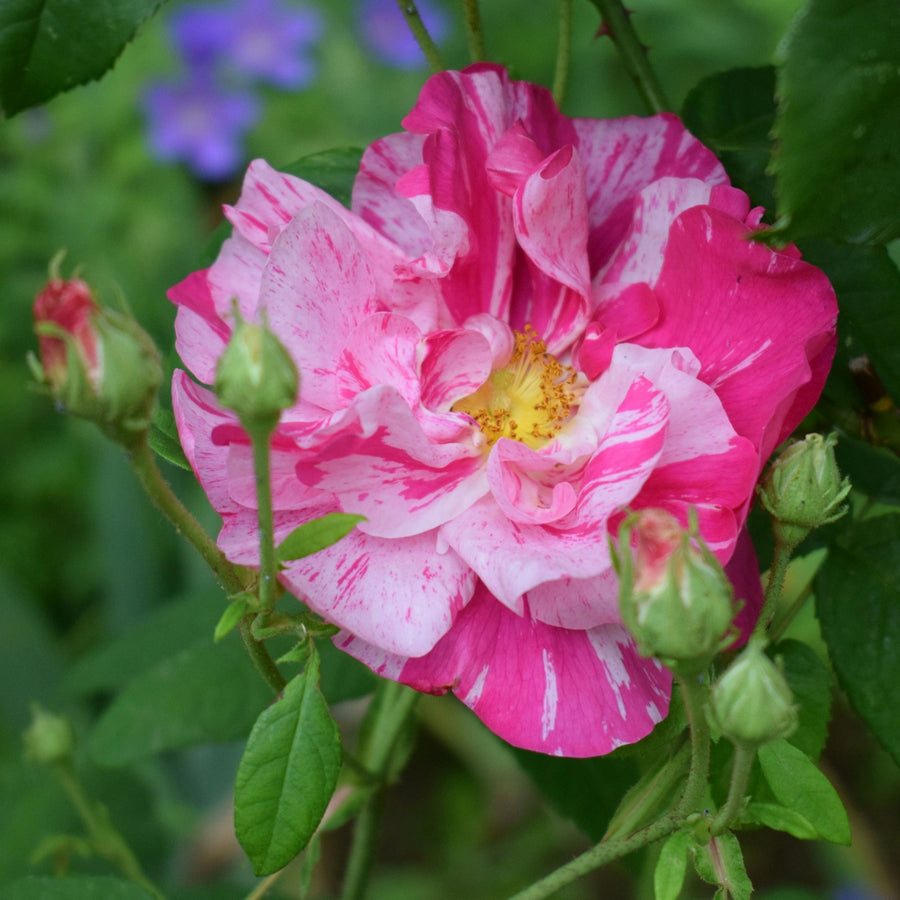 Mundi Rose Bush Pink Stripe Rose-Rosa-Mundi-2-scaled 4
