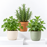 Herb Plant Collection For Beginners - Rosemary, Parsley & Mint Plants  1