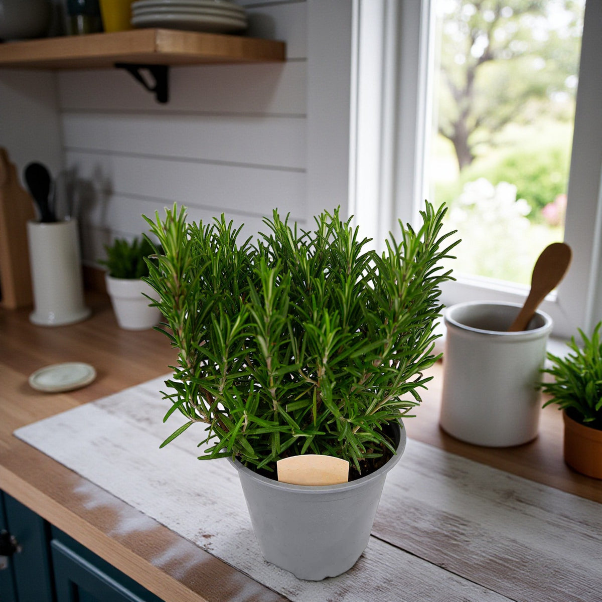 Large Herb Plant Mix  2