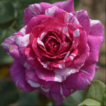 Fizzy Lady Rose Bush  1