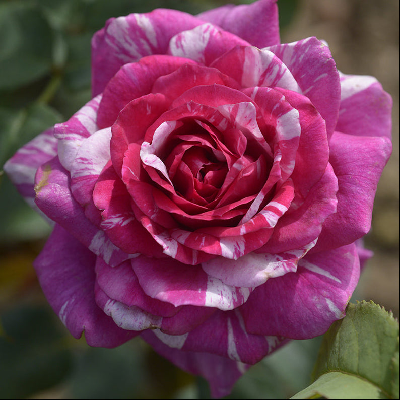 Fizzy Lady Rose Bush  1