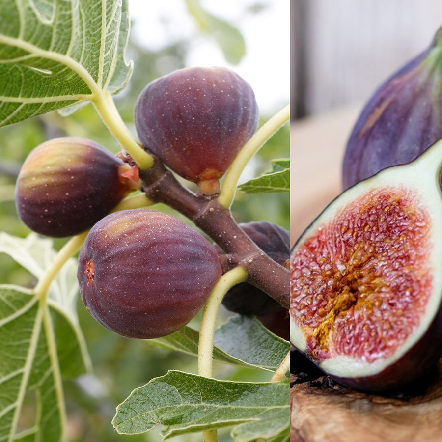 Fig Tree - Ficus Carica Rouge De Bordeux Rouge De Bordeux 1