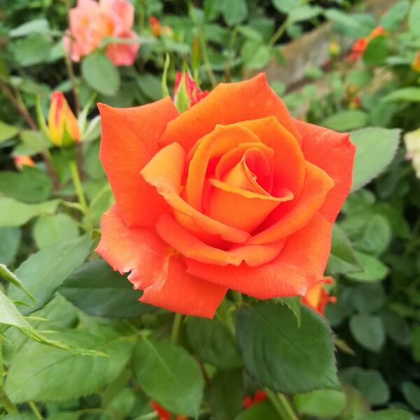 Orange Rose Bush - Orange Sensation Róża-Orange-Sensation-2 3