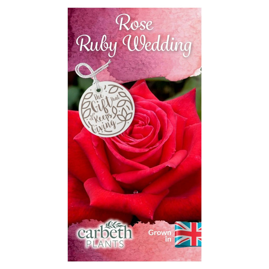 Ruby Wedding Rose Plant - 40th Wedding Anniversary Gift  3