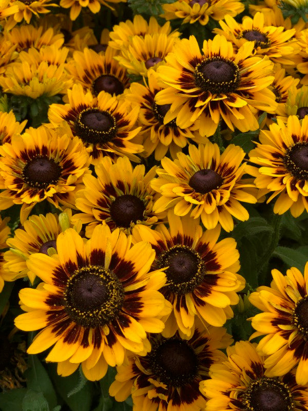 Rudbeckia 'Black-Eyed Susan' Plant Mix (2 Plants) Rudbeckia 'Black-Eyed Susan' Plant Mix (2 Plants) image3 3