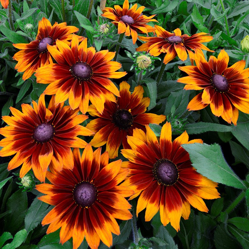 Rudbeckia 'Black-Eyed Susan' Plant Mix (2 Plants) Rudbeckia 'Black-Eyed Susan' Plant Mix (2 Plants) image2 2