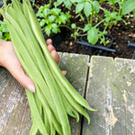 Runner Bean Moonlight  2