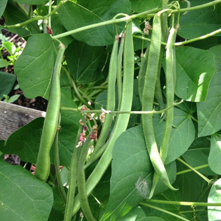 Runner Bean Moonlight  3