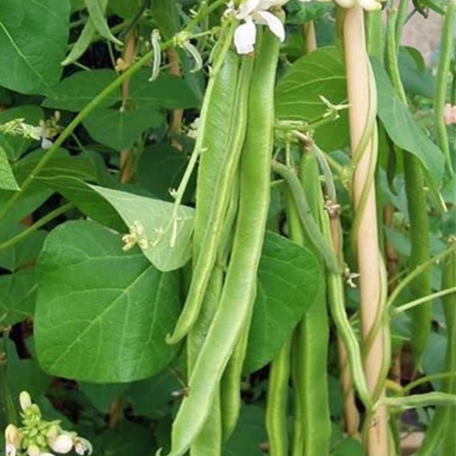 Runner Bean  4