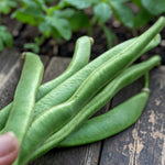 Runner Bean  3