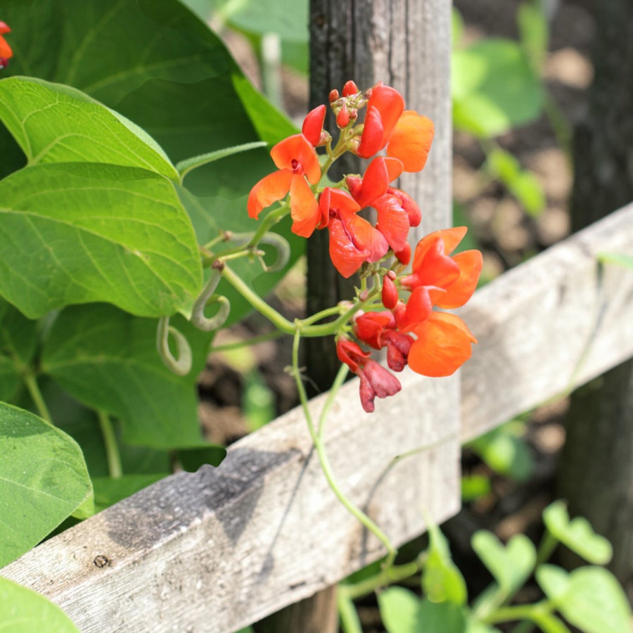 Runner Bean Scarlet Emperor  3