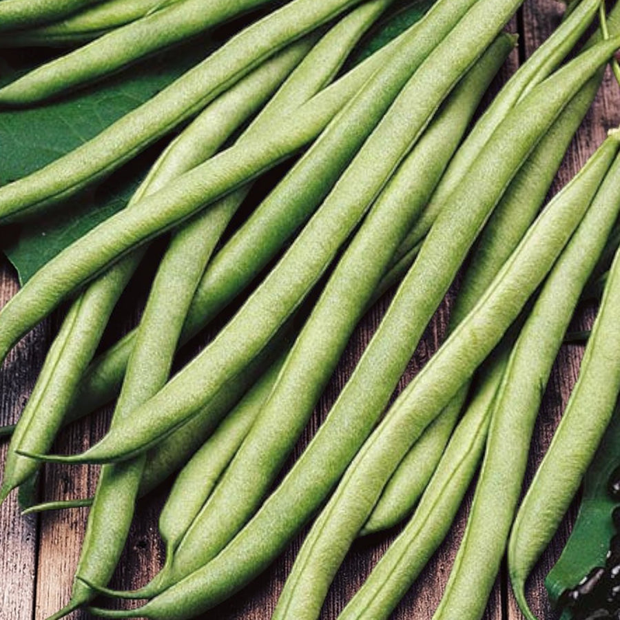 Runner Bean Scarlet Emperor  4