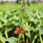 Runner Bean Scarlet Emperor  1