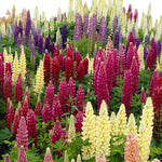 Lupinus Russell Hybrids Bare Root  1