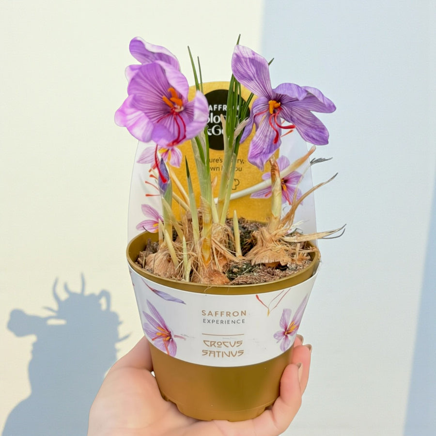 Saffron Crocus Sativus Crocus sativus (saffron crocus) plant in bloom, packaged in a golden pot with a branded â€œSaffron Experienceâ€ label, showing purple flowers with red stigmas ready to grow at home. 3