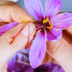 Saffron Crocus Sativus Close-up of hands delicately plucking the red stigmas from a freshly opened purple saffron crocus flower, showing the traditional method of harvesting saffron threads. 4