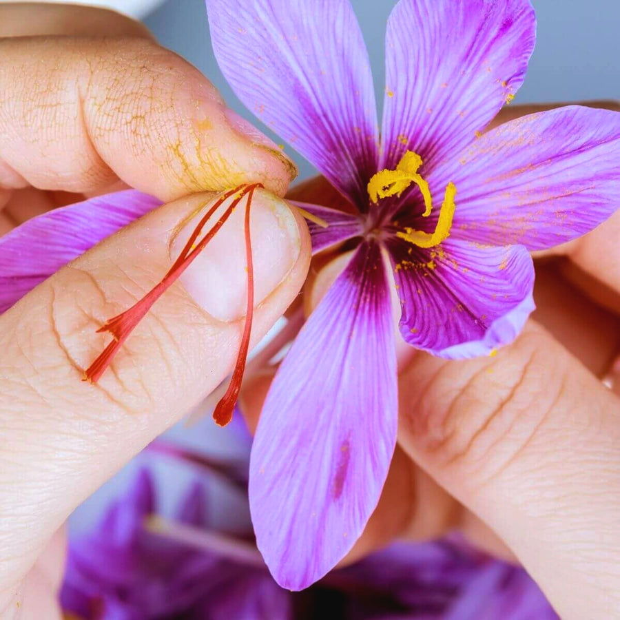 Saffron Crocus Sativus Close-up of hands delicately plucking the red stigmas from a freshly opened purple saffron crocus flower, showing the traditional method of harvesting saffron threads. 4