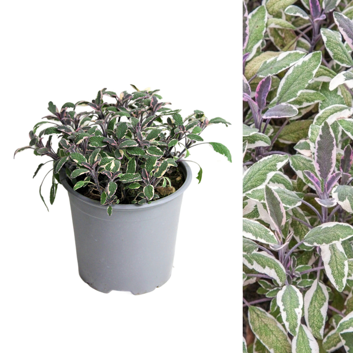 Herb Plant Mix For Culinary Use single tricolour sage in 14cm pot on white background with side image 4