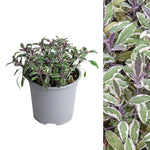 Herb Plant Mix For Culinary Use single tricolour sage in 14cm pot on white background with side image 4