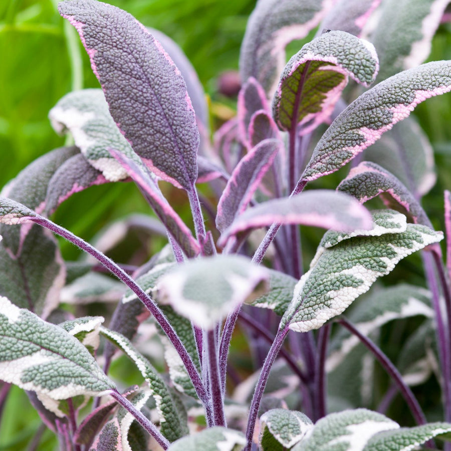 Sage Tricolour Plant sage tricolour leaves in close up 1