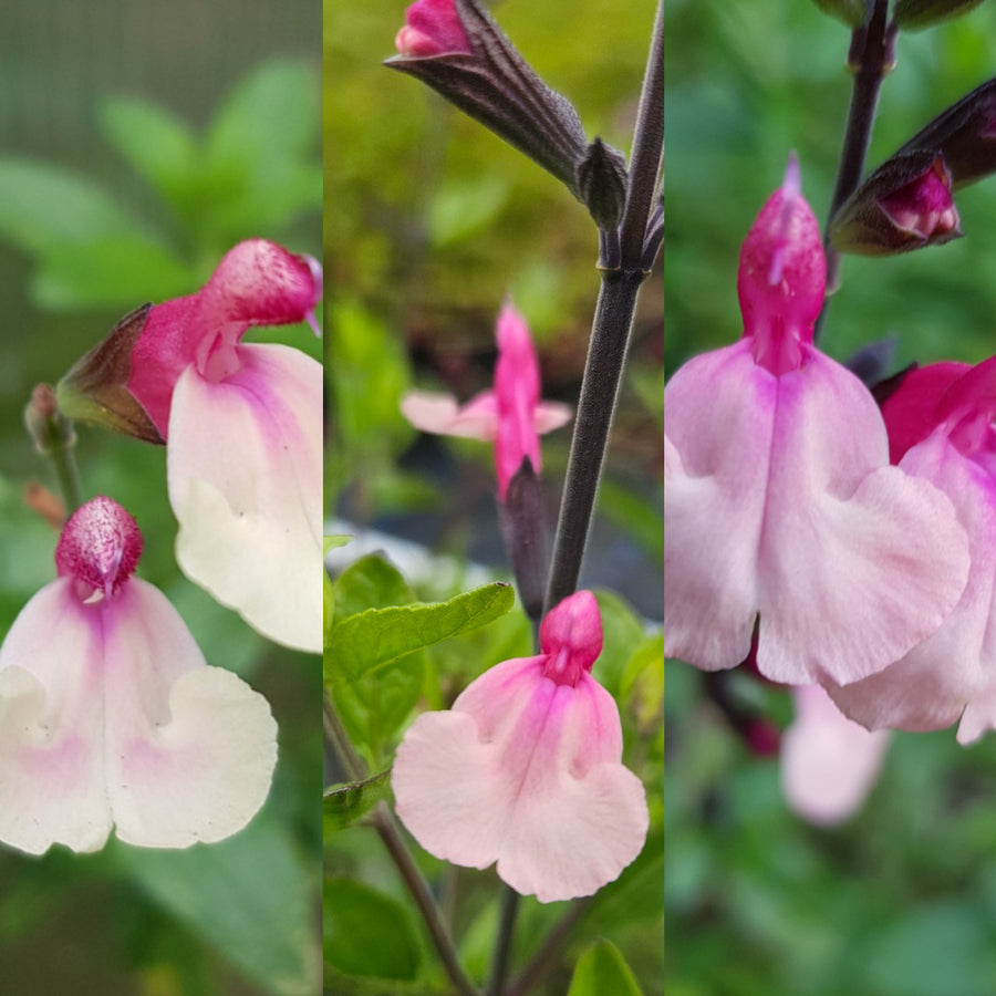 Salvia Cuello Collage of three close-up images showing a pink, white and cream Salvia flower with a dark stem and green leaves. 1
