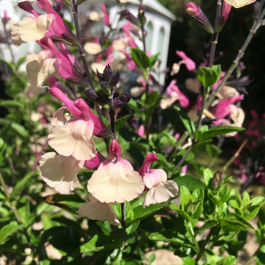 Salvia Cuello A close-up photograph of a flowering plant with white petals and pink upper lips against a dark background. 4