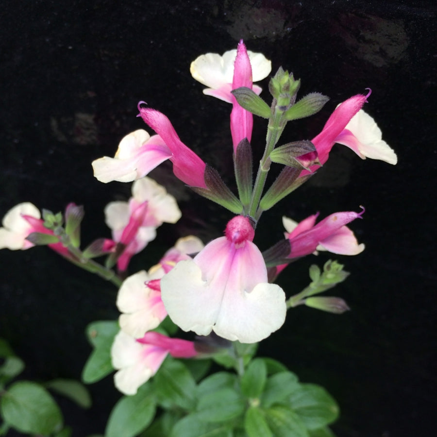 Salvia Cuello Image of a plant with multiple pink and white flowers, featuring white lower petals and pink hood-like upper lips, with green leaves visible at the bottom. 3