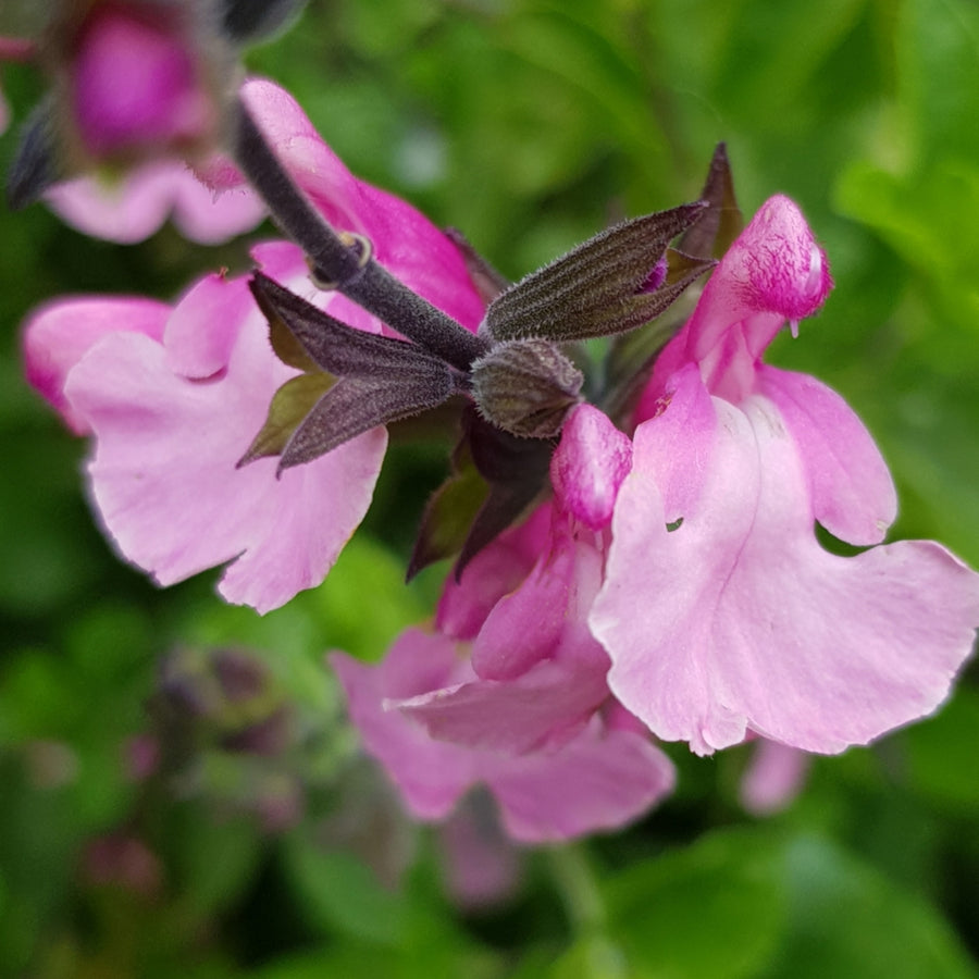 Salvia Cuello Image showing a cluster of pink flowers with white lower petals and pink upper lips, featuring dark stems and green leaves. 1