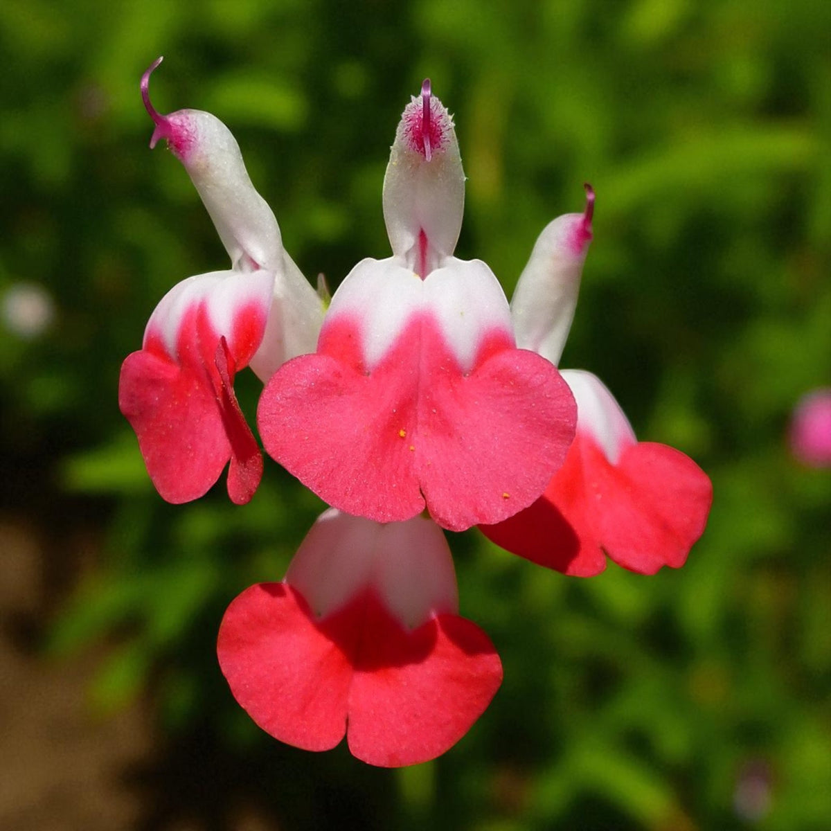 Salvia Hot Lips Bare Root  2