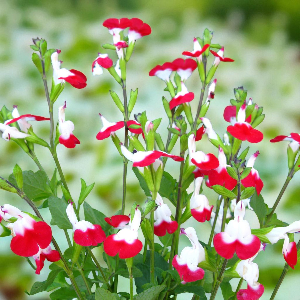 Salvia Hot Lips Bare Root  4
