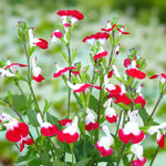 Salvia Hot Lips Bare Root  4