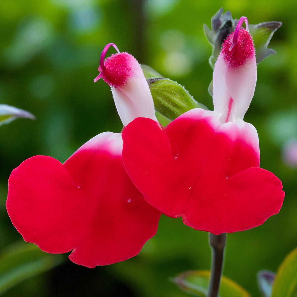 Salvia Hot Lips Bare Root  3