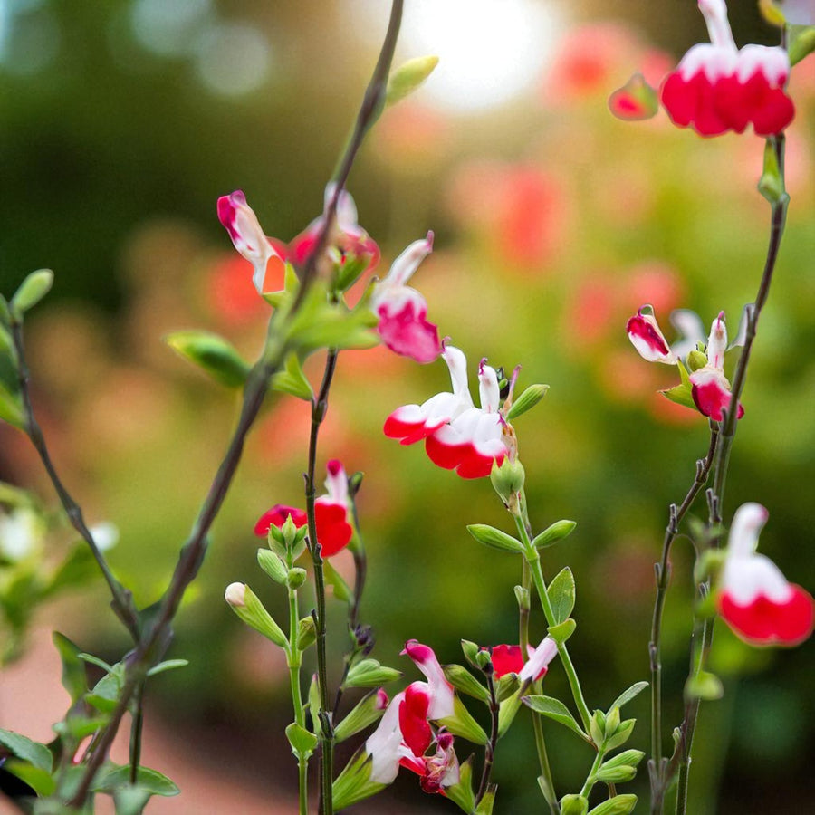 Salvia Bare Root Mix  4