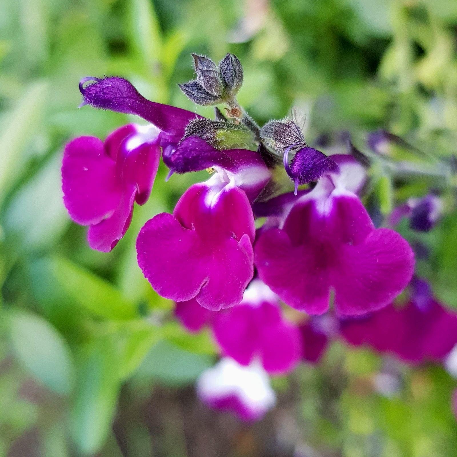 Salvia Amethyst Lips