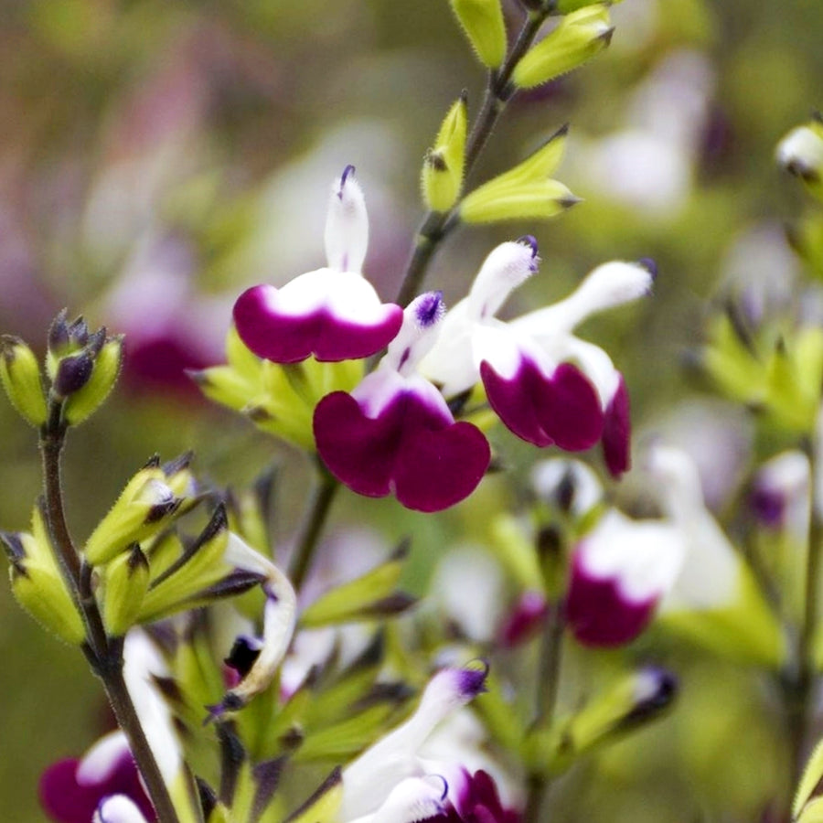 Salvia Amethyst Lips Salvia Amethyst Lips in 1L Pot image2 2
