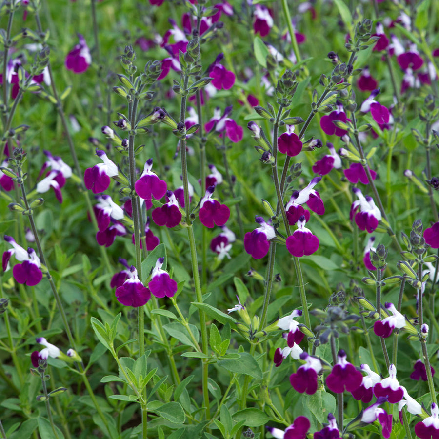 Salvia Amethyst Lips Salvia Amethyst Lips in 1L Pot image3 3