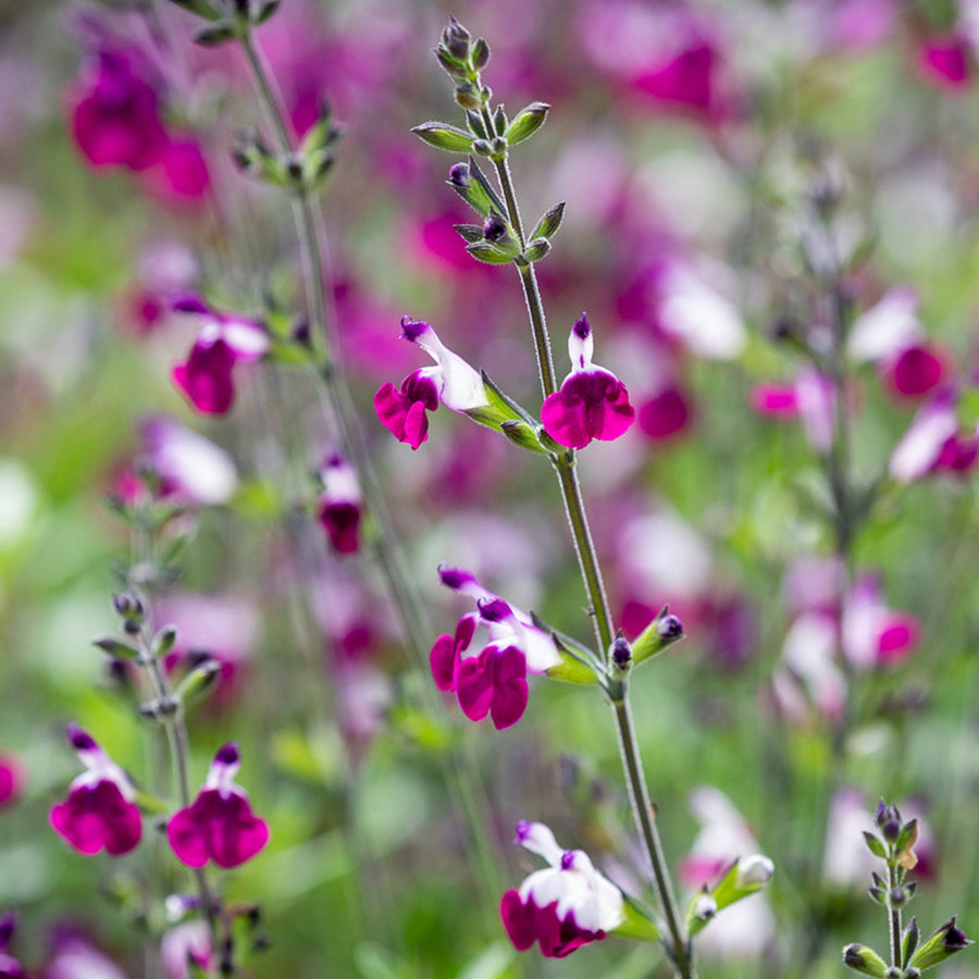 Salvia Amethyst Lips Salvia Amethyst Lips in 1L Pot image4 4