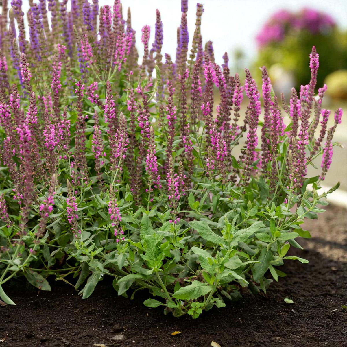 Salvia Pink Beauty Bare Root  3