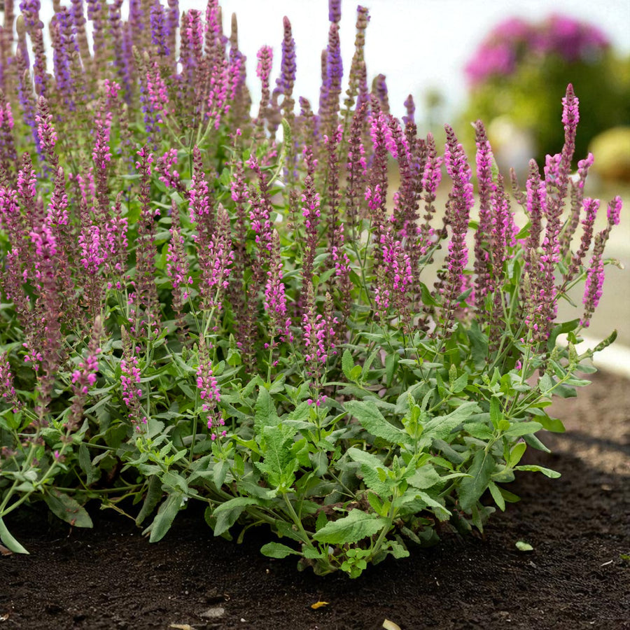 Salvia Pink Beauty Bare Root  3