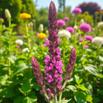 Salvia Pink Beauty Bare Root  2