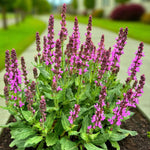 Salvia Pink Beauty Bare Root  1