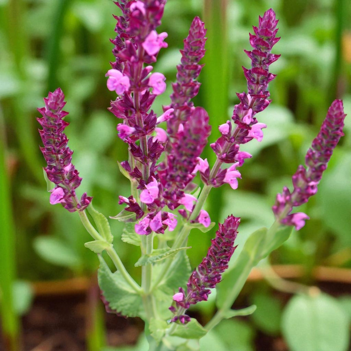 Salvia Pink Beauty Bare Root  4