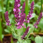 Salvia Pink Beauty Bare Root  4
