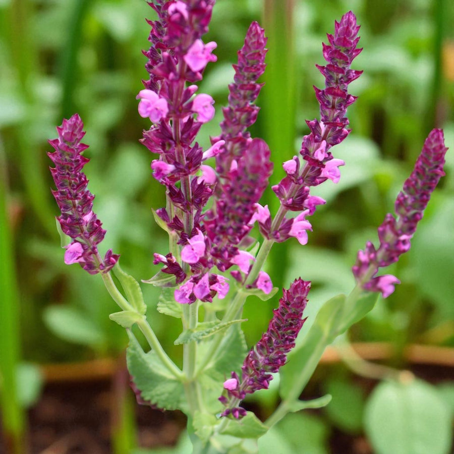 Salvia Pink Beauty Bare Root  4