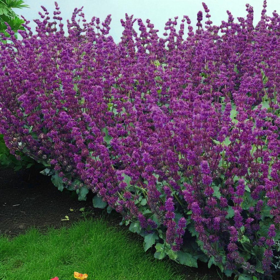 Salvia Purple Rain Bare Root  4